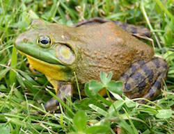 bullfrog-story.jpg