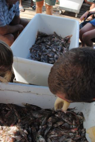 Lionfish Derby